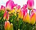 foto Semi 200pc olandese Cavolo tulipano. Aroma Tulip Plant (non è tulipano lampadine-lampadine trasporto deperibili) Advanced Seeds Bonsai Fiore
