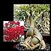 Foto Farmerly Obesum Obesum Desert Rose - Cx fresa Domingo - Semillas perenne Bonsai (5)