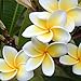 foto WuWxiuzhzhuo - 100 semi di Plumeria rubra/Frangipane, fiori per collana Lei hawaiana, piante da giardino 1