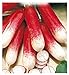 Foto 600 Aprox- Semillas de rábano medio largo Blanco rojo Tip 2 - Raphanus sativus en paquete original Hecho en Italia - Long Ravanelli