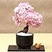 foto Sunlera 10pcs / bag cerasus semi in vaso bonsai Fiore Piante Semi per la casa le decorazioni del giardino