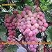 Foto Go Garden Reliquia & # 39; Canadice & # 39; Semilla de uva sin semillas, 30 semillas/paquete, semilla de fruto carnoso de semilla de Ã¡rbol de uva para invernadero & amp; Milagro jardÃ­n-tierra