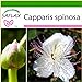 foto SAFLAX - Cappero - 25 semi - Con substrato - Capparis spinosa