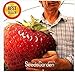 foto ! Promozione fragola gigante semi dolce fragola quattro stagioni, Rare, fragrante, dolce & Juicy - 200 pc / lotto, # JO9E8A