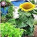 Foto 40 unidades semillas de girasol gigante, semillas de flores grandes gigantes, mejores semillas de calidad para las plantas del jardín de la familia de deliciosos bocadillos de semilla annuus