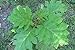 foto Portal Cool 200 semi di Solanum torvum Chrysotrichum Per Melanzana Albero