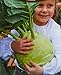 foto Cavolo rapa, semi di cavolo rapa gigante - Brassica oleracea convar. acephala alef. var. gongylodes - semi