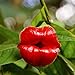 foto SemiRosa 10/20/30/50 PZ Semi di Fiori Labbra Rossa Profumata da Piantare Perenni Psychotria Elata Hot Lips Plant Pianta con Labbra da baciare da Balcone Pentola Sospesa