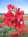 Fiore - Pisello Odoroso - Mammuth - Cremisi - 60 Semi foto, miglior prezzo EUR 1,10 nuovo 2024