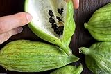 Caigua 10 Semi (pronunciato Kai-wa) Ediblefruit, semi, e Leaves.very cetriolo Rare foto, miglior prezzo EUR 10,99 nuovo 2024