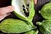 foto Caigua 10 Semi (pronunciato Kai-wa) Ediblefruit, semi, e Leaves.very cetriolo Rare