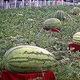 Visa Store Davitu 30Pcs Semi di anguria gigante Re nero di tiranno Super Sweet Watermelon Seeds Garden Fruit foto, miglior prezzo  nuovo 2024