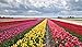 foto SemiRosa 20/50/100 PZ Semi di Tulipano Sementi di Fiori Tulipani profumati Multi Colori Decorativi da Piantare in Bonsai Vasetto Balcone Giardino Casa