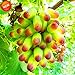 foto Pinkdose Promozione! 100 pc/lotto di bellezza Finger pianta uva Bonsai avanzata di frutta naturali Crescita Uva dolce Kyoho Garden, 9U0W8I