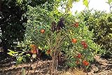 Portal Cool 150 semi Solanum torvum O Albero di spedizione libero della melanzana foto, miglior prezzo  nuovo 2024