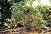 foto Portal Cool 150 semi Solanum torvum O Albero di spedizione libero della melanzana