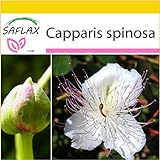 SAFLAX - Set per la coltivazione - Cappero - 25 semi - Capparis spinosa foto, miglior prezzo EUR 9,75 nuovo 2024