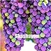 foto Pinkdose Saldi!Â 100 pz Piante d'uva Nero Uva Albero bonsai Cresce Frutta Bonsai Piante non OGM Cibo commestibile balcone piante da giardino in vaso: 10