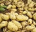 foto Bloom Green Co. 100pcs Giant & amp; I semi di patate viola anti-rughe Nutrizione verde vegetale per il giardino domestico di semina di piante di patate giardino Rare: 5