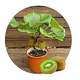 Kiwi semi della frutta, piante in vaso, MIN albero nutrizione è ricca, bella, bonsai, seme di verdure melone - 10 pc / lotto foto, miglior prezzo EUR 1,29 nuovo 2024