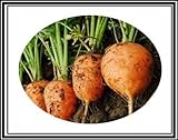 300 + Atlante Turno carota Semi ~ Cute Baby Carrots! Tipo di mercato parigino Veggie US foto, miglior prezzo EUR 9,99 nuovo 2024