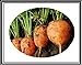 foto 300 + Atlante Turno carota Semi ~ Cute Baby Carrots! Tipo di mercato parigino Veggie US