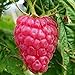 foto Lampone “Versailles” Rosso Rifiorente SENZA SPINE (Rubus idaeus) [Vaso 1,5 Litri]