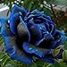 foto Ncient 20/50 Semi Sementi di Rosa Mezzanotte Blu Midnight Rose Semi di Fiori Rari Pianta Profumati per Orto Giardino Balcone Interni ed Esterni