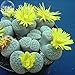 Foto Go Garden BELLFARM Bonsai Lithops lesliei Pietersburg Vida suculenta Raras Mesembs Living Stones Cactus de Alta germinaciÃ³n -10pcs / Pack