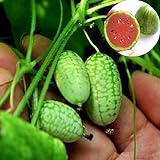Rosepoem Mini 10pcs Semi di anguria Semi di piante ornamentali Semi di frutta foto, miglior prezzo EUR 8,99 nuovo 2024
