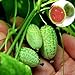foto Rosepoem Mini 10pcs Semi di anguria Semi di piante ornamentali Semi di frutta