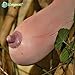 Foto Gemüse und Fruchtsamen Melonensamen Vietnam Milch Melonenkerne als eine Brust Bonsai Frau Pflanzen Samen für Haus & Garten 30 / bag