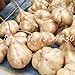 foto Pinkdose 6 pc/sacchetto di patate dolci Jicama/Yam Bean Giardino Frutta E Verdura Bonsai Pot di trasporto rapida crescita delle piante Cortile