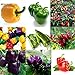 Foto Go Garden Cuerno de Oveja: 50pcs jardín Vegetales Fruta Lantern-Shaped Chili Peppers Seeds b44g 01