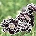 Foto Premier Seeds Direct WB-1T2R-5WKN Nelken „Chinensis Chianti“ doppel BlumenSamen (Packung mit 300)