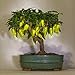 Foto Swiftt 100 Chili Samen duftenden Bonsai Pfeffer Baum Samen kleinbleibend, ideale Zimmerpflanz gleb