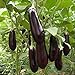 Foto 10 Samen Aubergine Long Purple – 20cm lange und violette Früchte