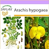 SAFLAX - Arachide - 8 semi - Arachis hypogaea foto, miglior prezzo EUR 3,75 nuovo 2024