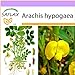 foto SAFLAX - Arachide - 8 semi - Arachis hypogaea