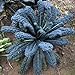 foto Cavolo Laciniato nero di Toscana (Semente)