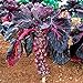 foto Pinkdose Viola semi di ortaggi semi di cavolo di Bruxelles germogli di cavolo mini mille teste per la casa pianta da giardino - 200pcs / lot