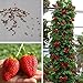 foto Ncient 20/50/100 Semi Sementi di Fragola Strawberry Trepa Semi Frutti Frutta Rari Profumati per Orto Giardino Balcone Interni ed Esterni