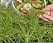 foto Microgreens - Cipolla invernale - foglie giovani dal gusto eccezionale - semi