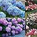 Foto Go Garden Tipo 1: semillas de plantas adorable nuevo agradable fragantes Blooms fresa Hydrangea Semillas B44G 02