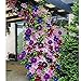 Foto Ncient 50 Semillas de Clemátide de Colores Mixtos Semillas Flores Plantas Bonsai para Jardín Balcon Interior y Exteriores
