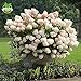 foto 50 semi di vaniglia Fragola ortensia fiori per piantare in vaso o terreno facile da coltivare semi di fiori come bonsai o albero