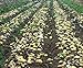 foto Pinkdose 100pcs Giant & amp; I semi di patate viola anti-rughe Nutrizione verde vegetale per il giardino domestico di semina di piante di patate giardino rare: 11