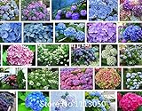 100 / bag semi raro fiore semi Anthurium Andraeanu, balcone in vaso, semi di fiore per il giardino di casa fai da te foto, miglior prezzo EUR 10,99 nuovo 2024