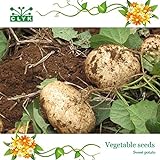 Semi patata dolce, semi jicama / yam fagioli, frutta e verdura giardino semi di trasporto 6pcs foto, miglior prezzo EUR 10,97 nuovo 2024