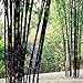 foto Bluelover Piante da Giardino 100Pcs Bambù Nero Semi Cortile Phyllostachys Nigra